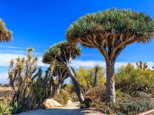 Inez Grant Parker Memorial Rose Garden