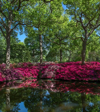 Richmond Park in London, England