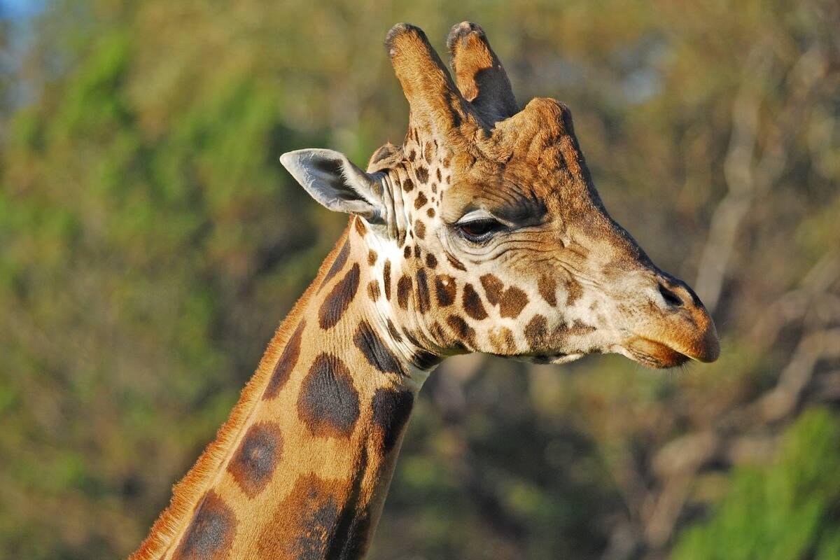 Fresno Chaffee Zoo