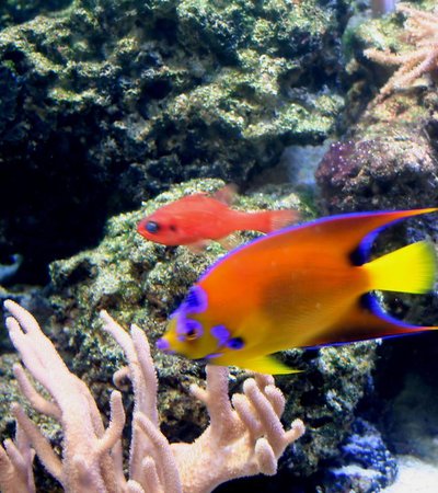 SEA LIFE London Aquarium in London, England