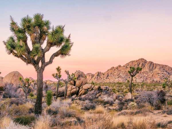 Joshua Tree National Park