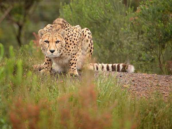 Tenikwa Wildlife Centre