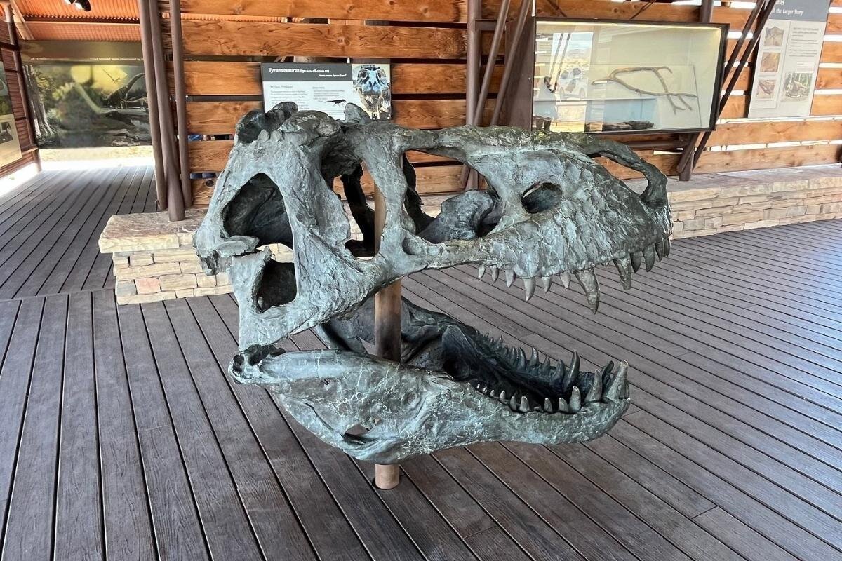 Fossil Discovery Exhibit