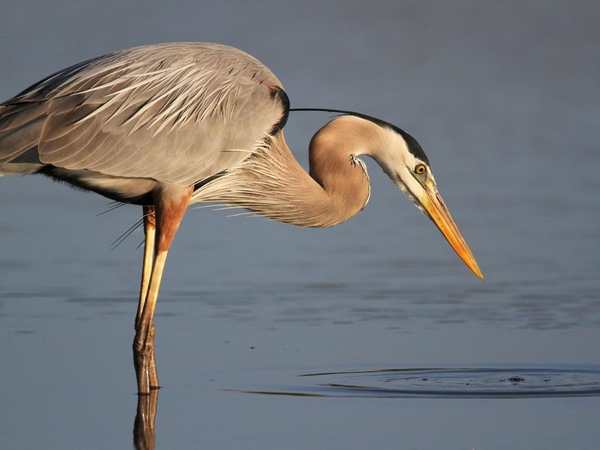 J.N. Ding Darling National Wildlife Refuge