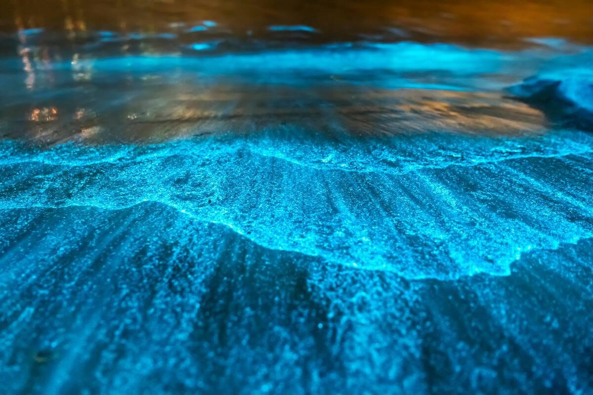 Bioluminiscencia Laguna Manialtepec