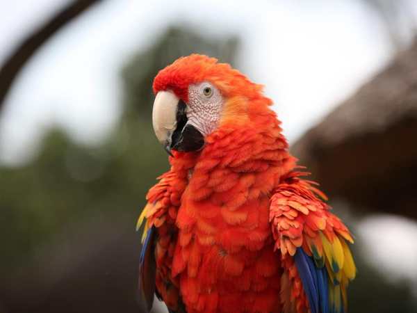 Montecasino Bird Gardens