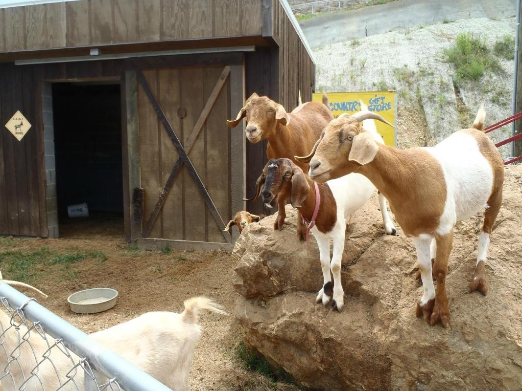 The Goat Coaster at Goats on the Roof
