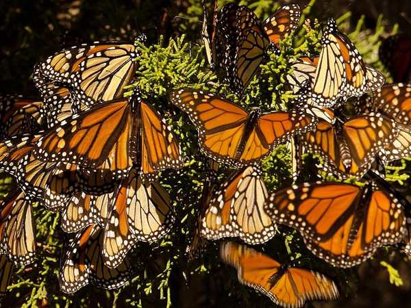 Pismo Beach Monarch Butterfly Grove