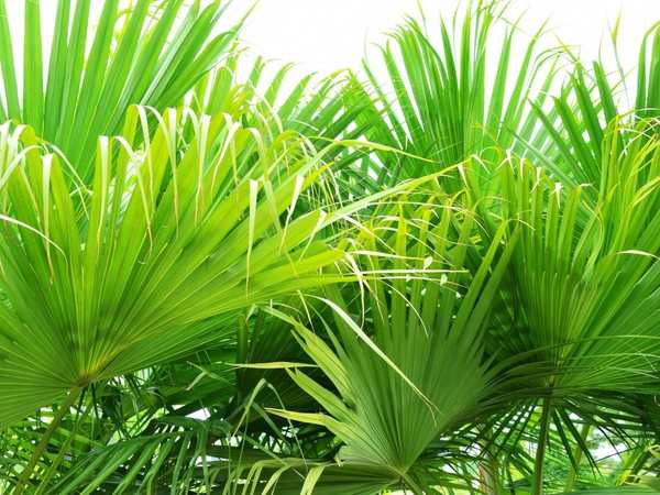 Gizella Kopsick Palm Arboretum