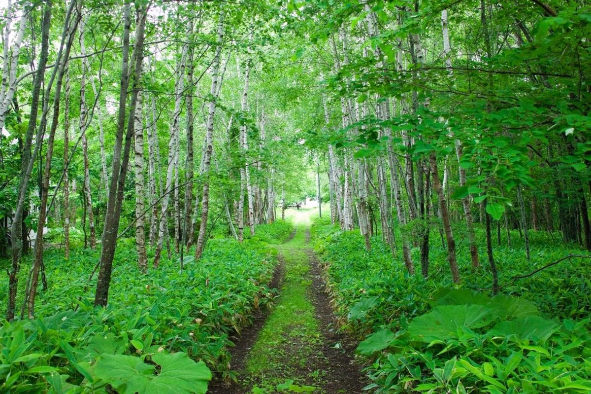 Nopporo Forest Park