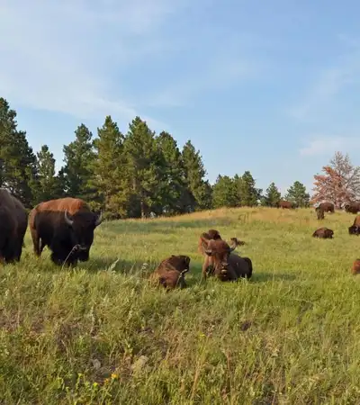 Custer in South Dakota, United States