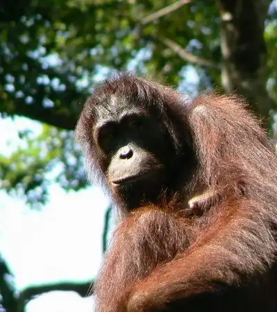 Sandakan in Sabah, Malaysia