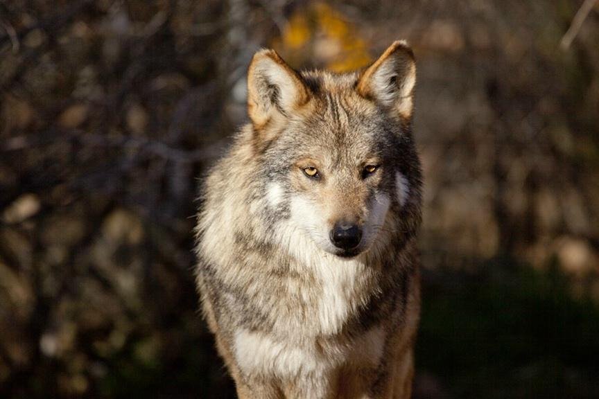 Southwest Wildlife Conservation Center