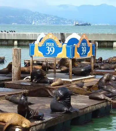 Sea Lions at Pier 39 in San Francisco, California