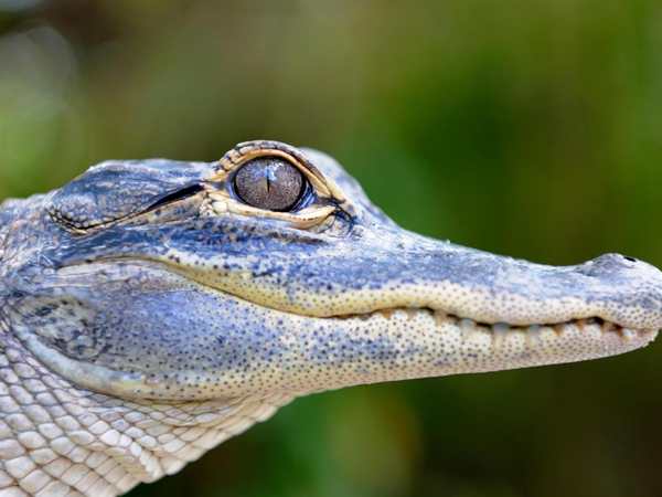 Wild Florida Airboats and Gator Park