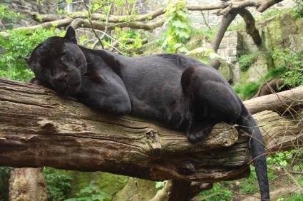 Edinburgh Zoo