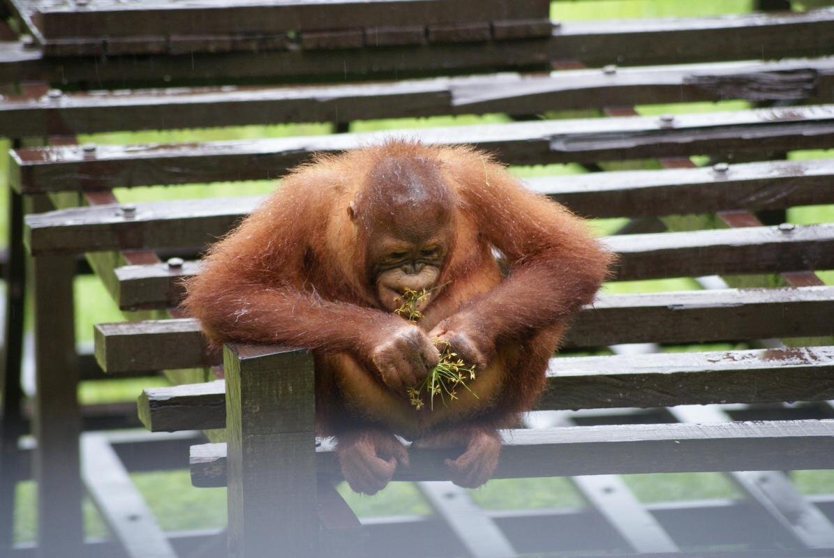 Matang Wildlife Centre