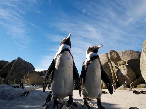 Boulders Beach