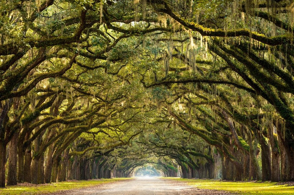 Wormsloe State Historic Site