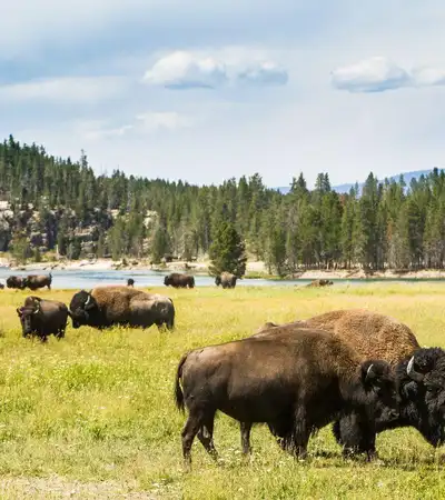 Yellowstone National Park in Wyoming, United States