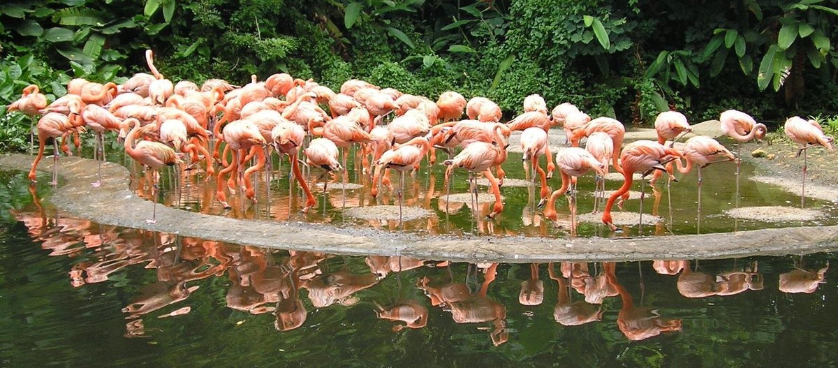 Jurong Bird Park