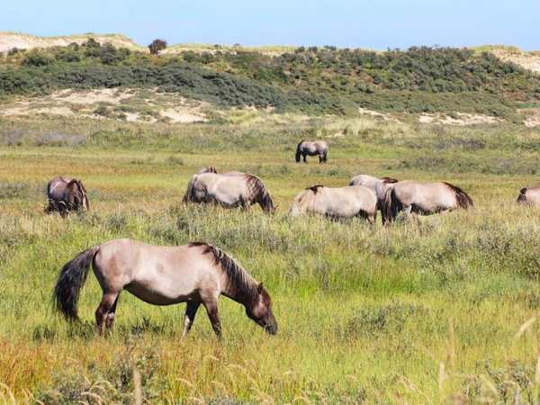 South Kennemerland National Park (Nationaal Park Zuid-Kennemerland)