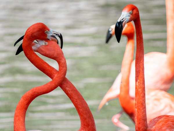 San Antonio Zoo