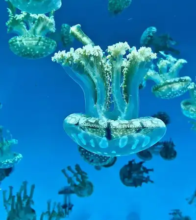 Long Beach in California, United States