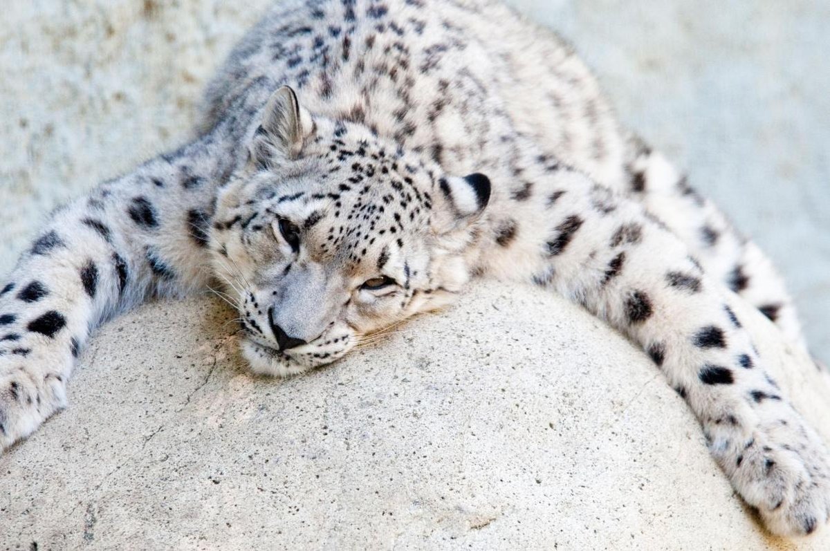 Los Angeles Zoo & Botanical Gardens