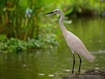 Kota Kinabalu Wetland Ramsar Site