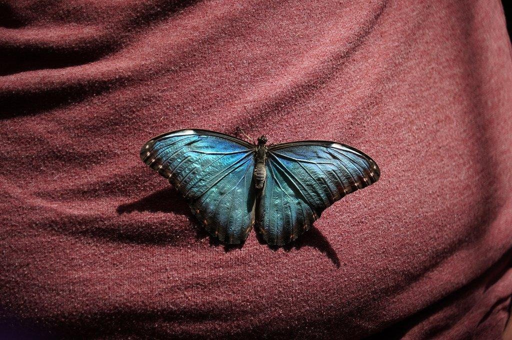 The Butterfly Palace & Rainforest Adventure