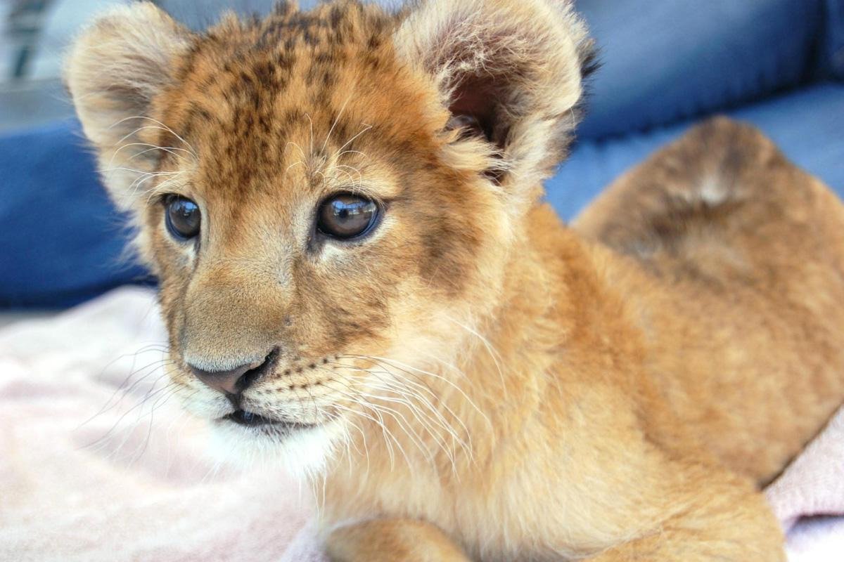 Lion Habitat Ranch inc