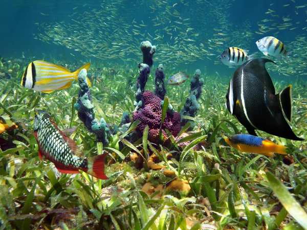 Florida Keys National Marine Sanctuary