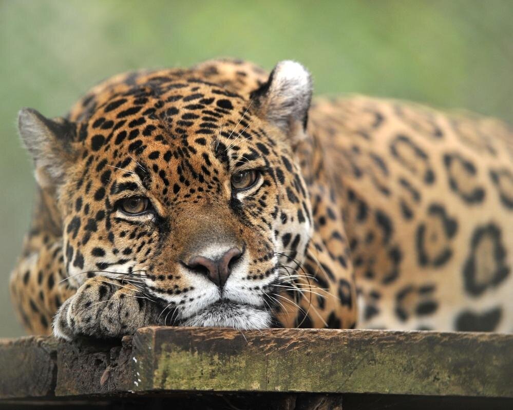 El Nispero Zoo