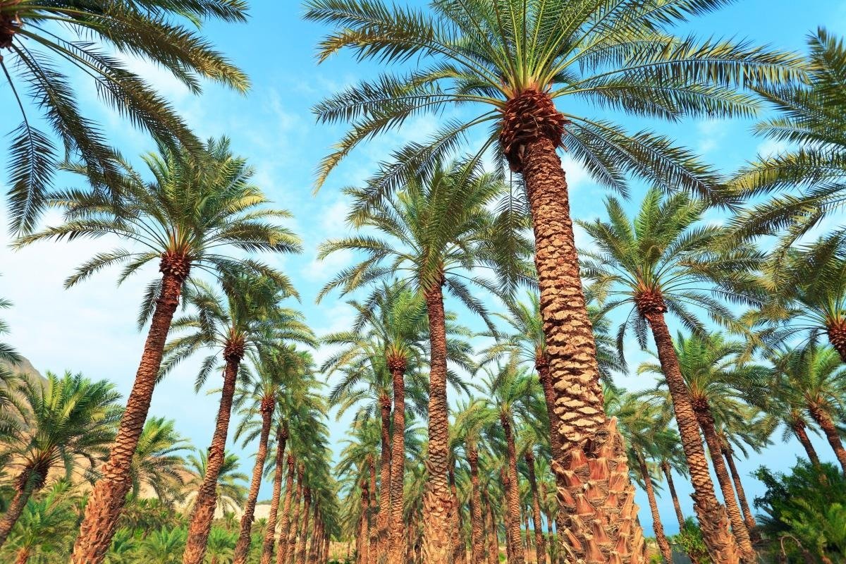 Oasis Date Gardens