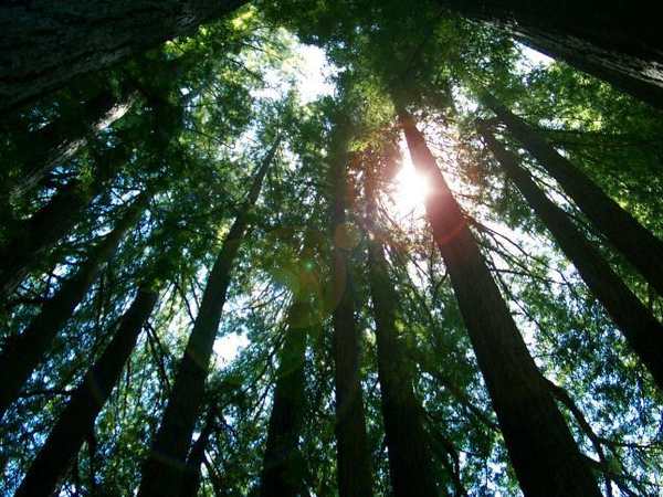 Roaring Camp Railroads