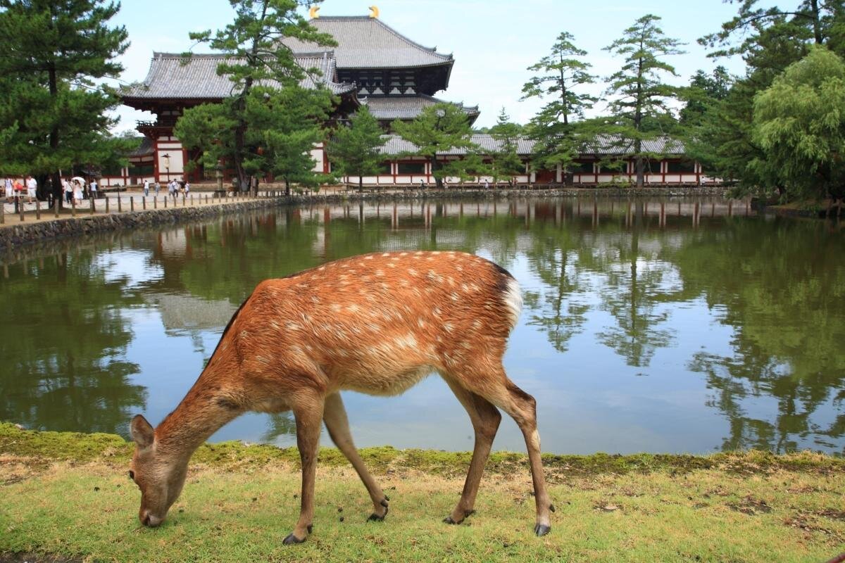Nara Park