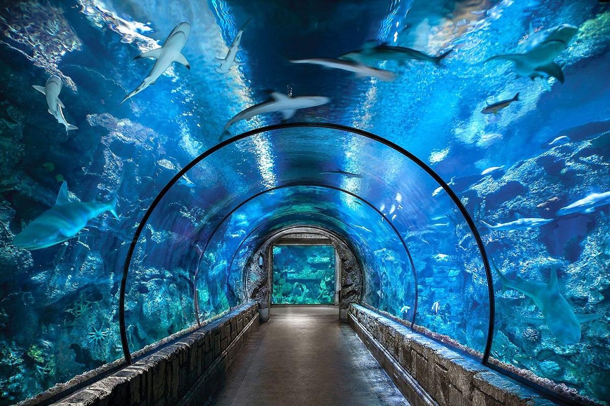 Shark Reef Aquarium at Mandalay Bay