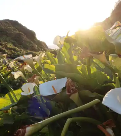 Calla Lily Valley in Carmel-by-the-Sea, California