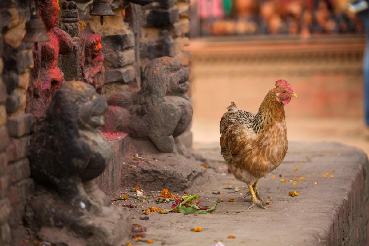 Chobhar