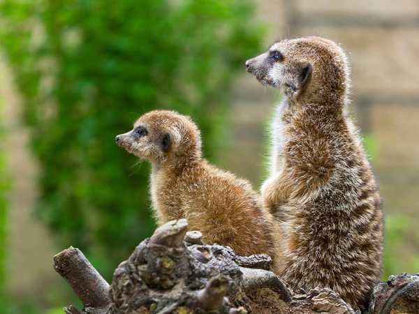 Living Desert Zoo and Gardens