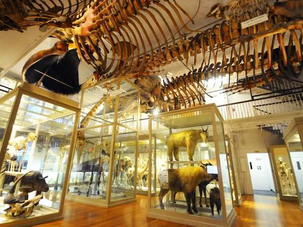 Harvard Museum of Natural History