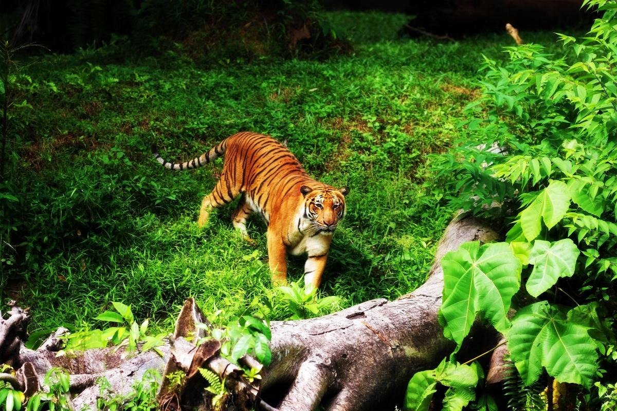 Zoo Taiping & Night Safari