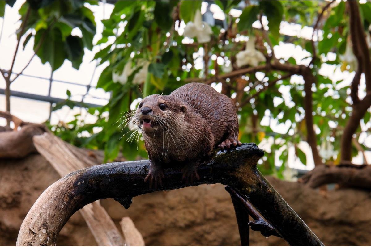 Kobe Animal Kingdom