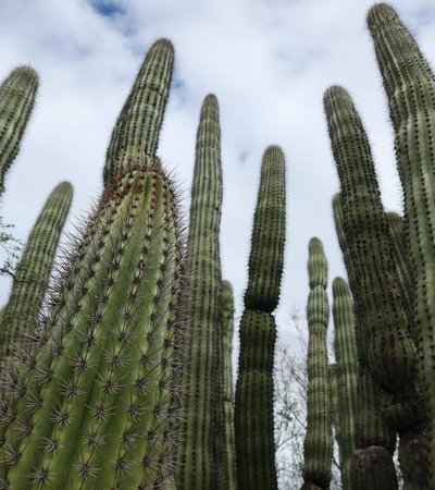 Tohono Chul in Tucson, Arizona