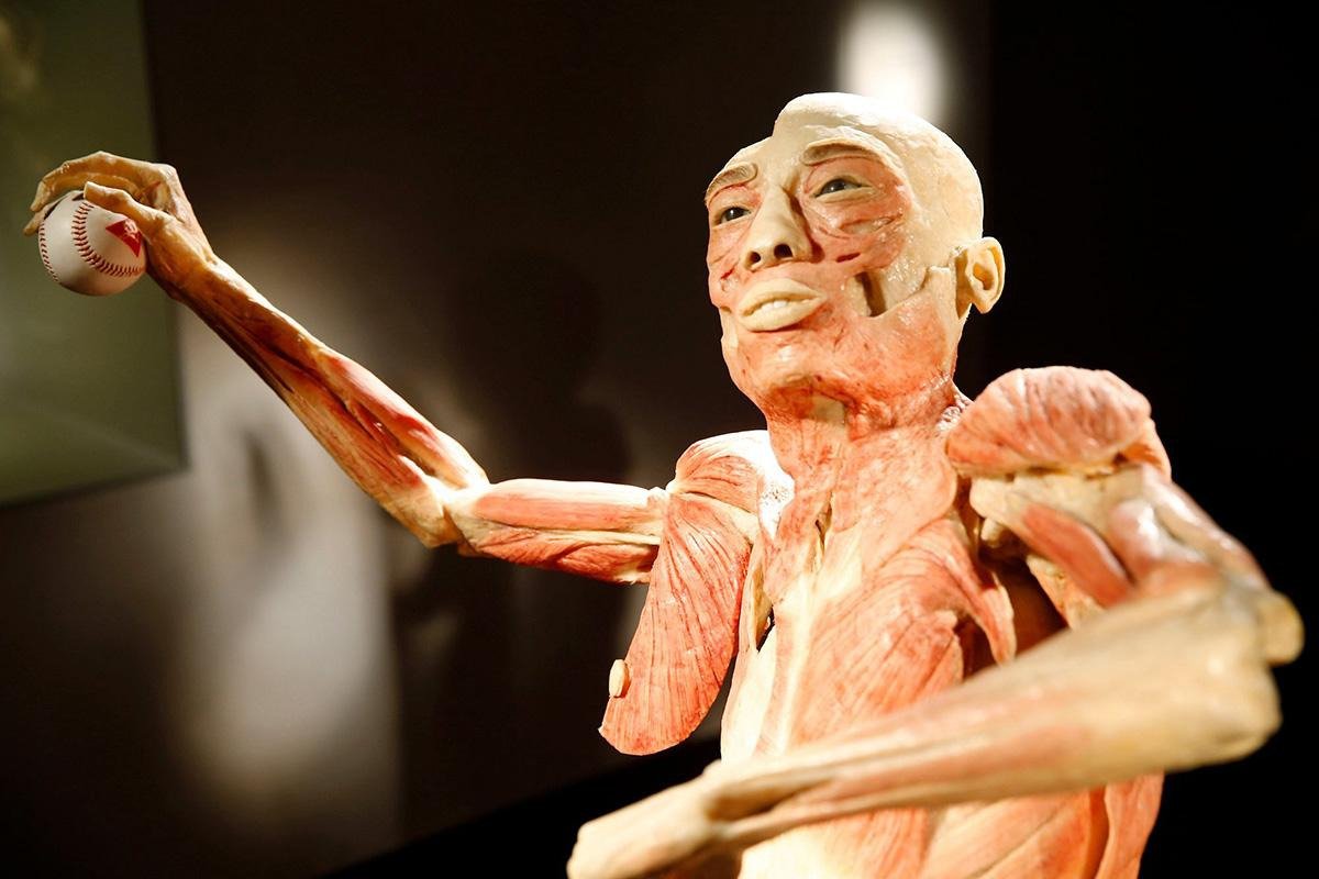Bodies | The Exhibition