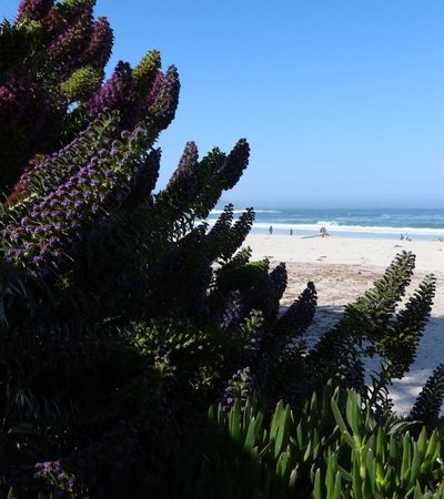 Carmel Beach in Carmel-by-the-Sea, California