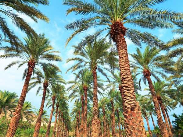 Oasis Date Gardens