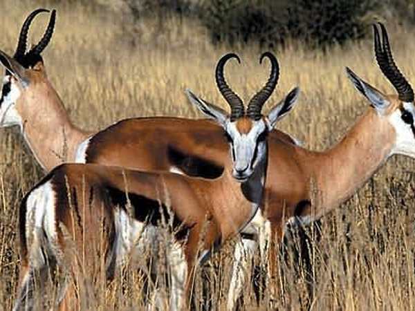 Aquila Private Game Reserve