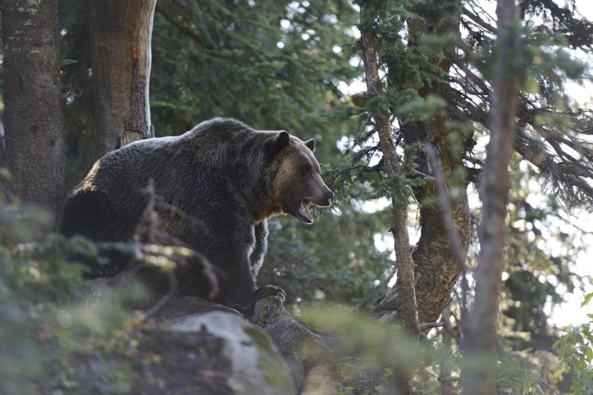 Grizzly Bear Habitat - Grouse Mountain